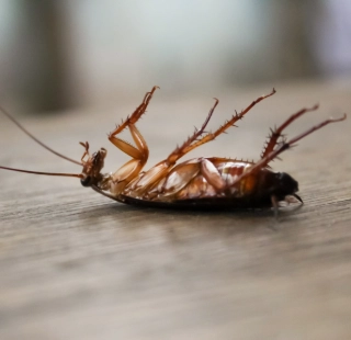 Dedetização de baratas eficaz para eliminar infestações e proteger sua casa ou empresa.